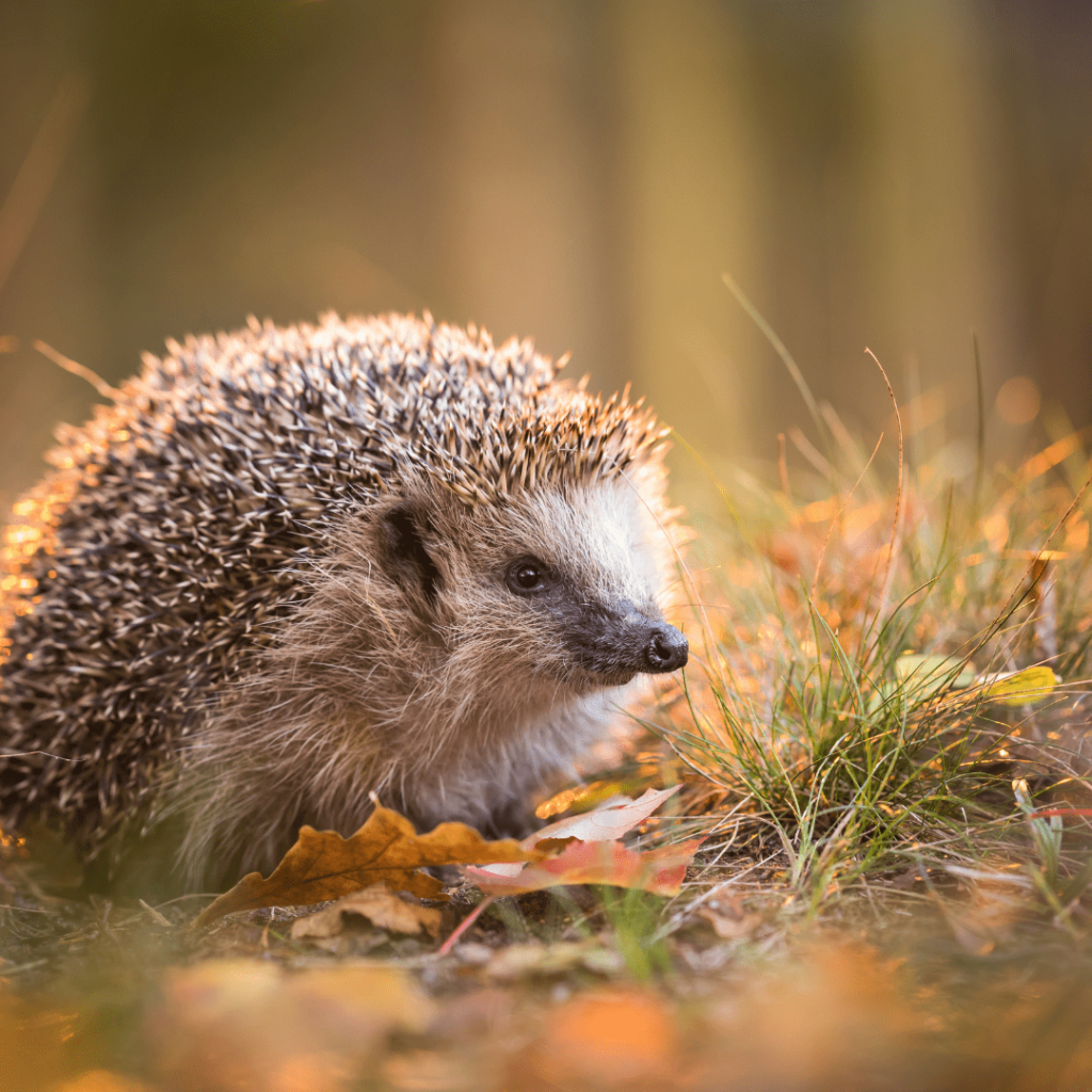 Laub als Tierschutz